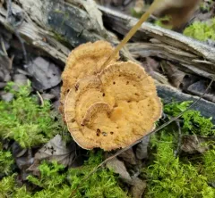 Woolly Velvet Polypore thumbnail 3