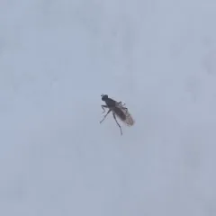 Furcate Dung Fly thumbnail 3