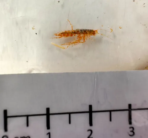 Melphidippa goesi