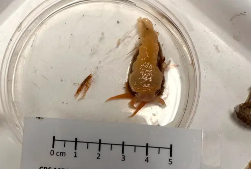 Chlamylla borealis