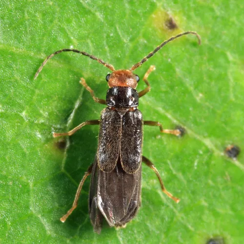 Caccodes granicollis