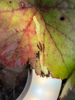 Epinotia digitana thumbnail 2