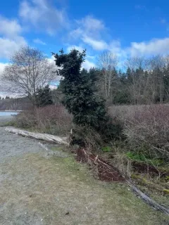 Serbian spruce thumbnail 2