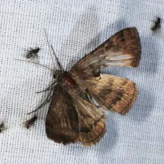 Clover Looper Moth thumbnail 4