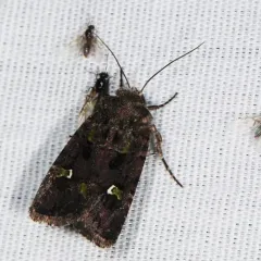 Bristly Cutworm Moth thumbnail 2
