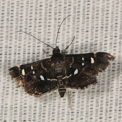 Harlequin Webworm Moth