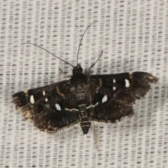 Harlequin Webworm Moth thumbnail 1