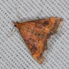Variable Reddish Pyrausta Moth thumbnail 4