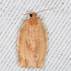 Oblique-banded Leafroller Moth thumbnail 2