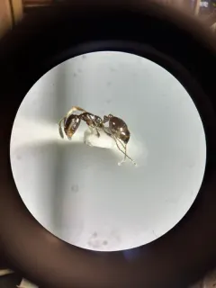 Monomorium emarginatum thumbnail 2