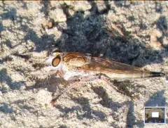 Proctacanthella cacopiloga thumbnail 2