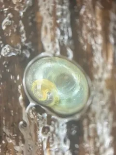 Pellucid Glass-snail thumbnail 3