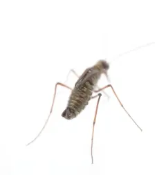 Island Snow Scorpionfly thumbnail 4