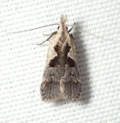 Hairy Dichomeris Moth thumbnail 4