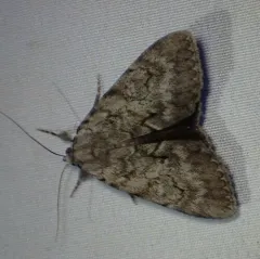 Judith's Underwing thumbnail 3