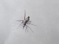Island Snow Scorpionfly thumbnail 2