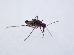 Island Snow Scorpionfly thumbnail 3