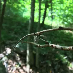 Spined Micrathena thumbnail 4