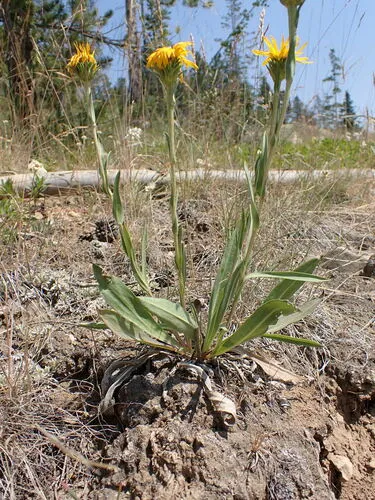 Pyrrocoma integrifolia