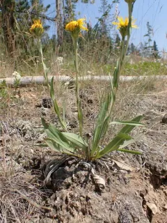 Pyrrocoma integrifolia thumbnail 1