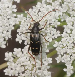 Stenostrophia amabilis thumbnail 3