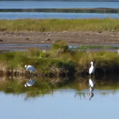 Snowy Egret thumbnail 4