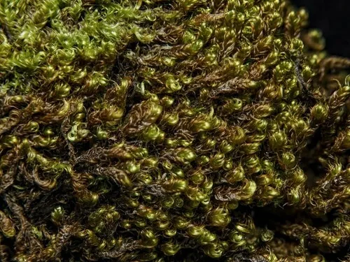 Golden Plait-moss
