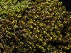 Golden Plait-moss thumbnail 1