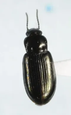 Uniform Harp Ground Beetle thumbnail 2