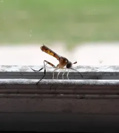 Stylogaster biannulata thumbnail 1