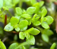 Chaffweed thumbnail 4