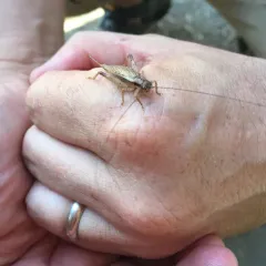 Jumping Bush Cricket thumbnail 2