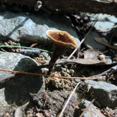 Shiny cinnamon polypore thumbnail 5