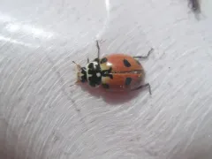 Expurgate Lady Beetle thumbnail 4