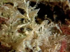 Spiral Bryozoan thumbnail 4