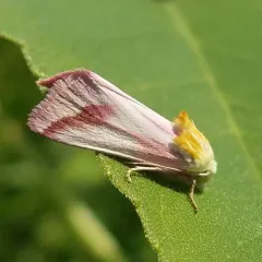 Clouded Crimson Moth thumbnail 1
