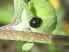 Ebony Shield Lady Beetle thumbnail 2