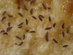 Mushroom springtail thumbnail 2