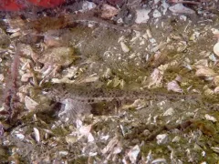 Pygmy Poacher thumbnail 2
