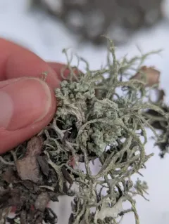 Tremella everniae thumbnail 4