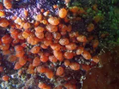 Taylor's Social Tunicate thumbnail 2