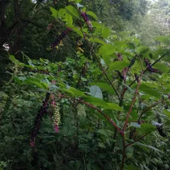 American pokeweed thumbnail 2