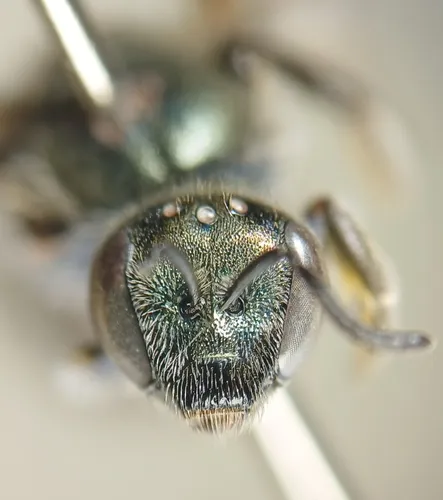 Lasioglossum oceanicum