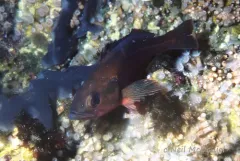 Harlequin Rockfish thumbnail 2