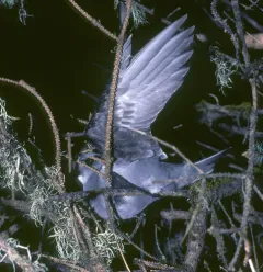 Fork-tailed Storm-Petrel thumbnail 4