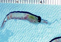 Thysanoessa spinifera thumbnail 3