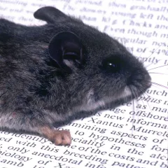 Northwestern Deer Mouse thumbnail 4