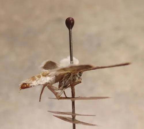 Non-pollinating Yucca Moth