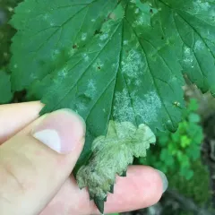 Avens Mining Sawfly thumbnail 2