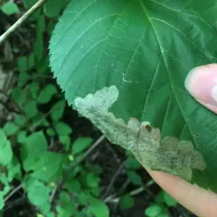 Basswood Leafminer thumbnail 4